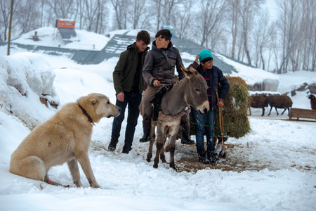 Turkey - Bingol 19 January 2019 Photographs of people feeding sheep in KarlÄ±ova region carrying grass to their sheepのeditorial素材