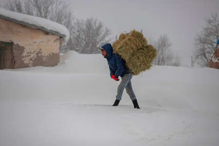 Turkey - BingÃ¶l 19 January 2019 Man carrying grass in snowy weather in KarlÄ±ova regionのeditorial素材