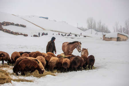 Sheeps, horses and caregivers in snowy weatherの写真素材