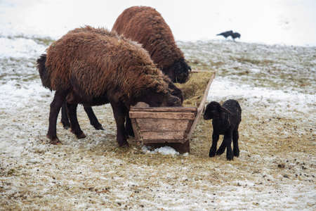 Black sheep and small baby lamb bred in Turkey - BingÃ¶l region.の写真素材