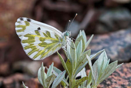 Small Spotted Angel butterfly on the plant - Pontia chloridiceの写真素材