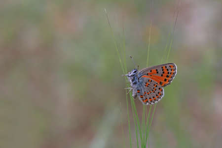 Akbes Weasel butterfly- Tomares nesimachusの写真素材