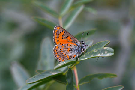 Akbes Weasel butterfly- Tomares nesimachus
