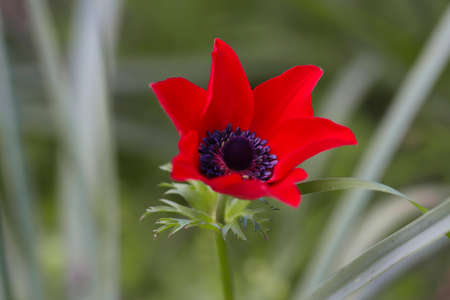 Herald of the spring month, mountain tulip, anemone.