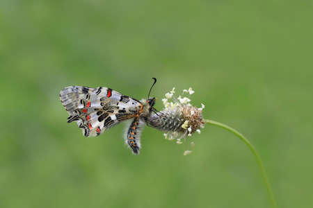 Forest Scallop butterfly in flower - Zerynthia cerisyi