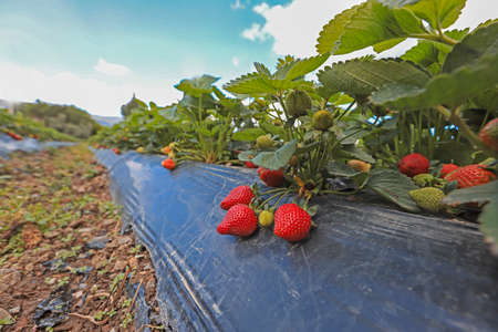 Natural strawberries in the gardenの写真素材