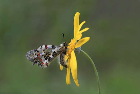 Forest Scallop butterfly on the plant - Zerynthia cerisyi