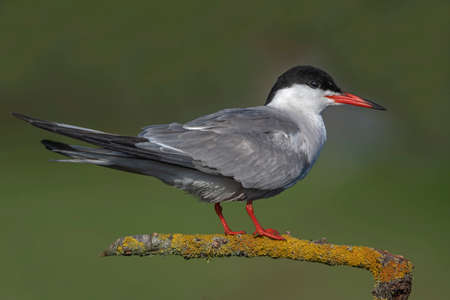 Sterna hirundo - adult bird perched in a wetland