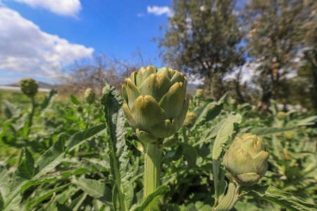 fresh artichokes in the fieldの写真素材
