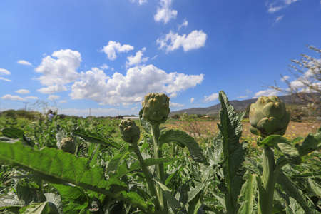Organic Artichoke fields in picking seasonの写真素材