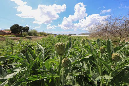 fresh artichokes in the fieldの写真素材