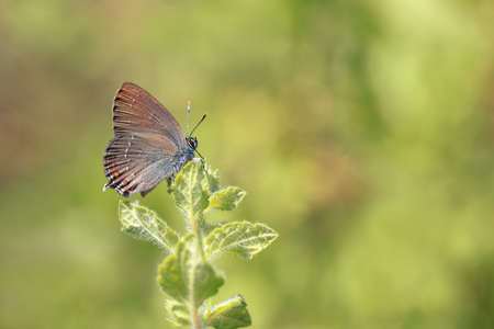 Great Love butterfly - Satyrium ilicis