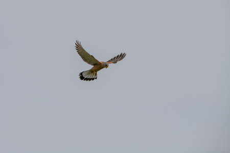 Small kestrel, Falco naumanni, watching her prey in the air