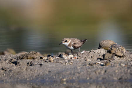 Kentish plover, Charadrius alexandrinus, alaÃ§atÄ± - ÃeÅme - Turkeyの写真素材
