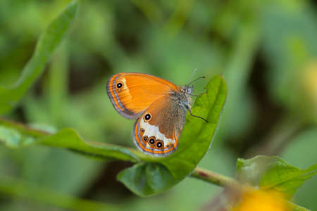 Heather Hoppy Fairy butterfly - Coenonympha arcania