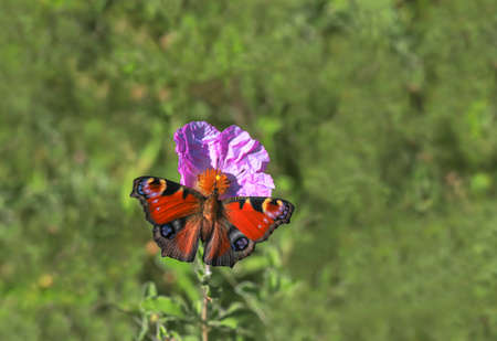 Peacock Butterfly - Inachis ioの写真素材