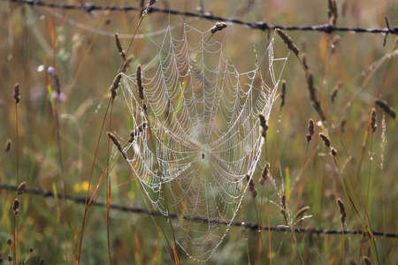 Spider web woven between flowers