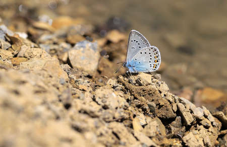 Many-eyed Amanda butterfly (Polyommatus amandas)の写真素材