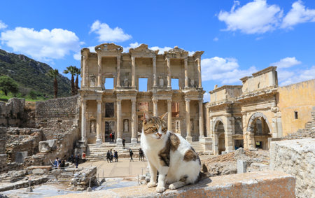 Cats living in Izmir - Selcuk - Ephesus waste cityの写真素材