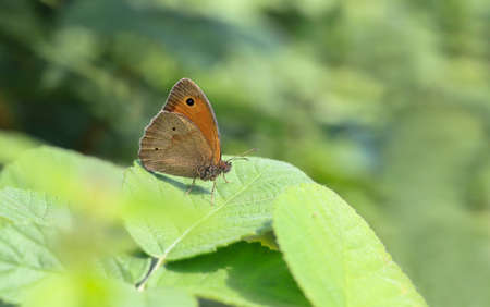 Meadow Brown butterfly (Maniola jurtina)