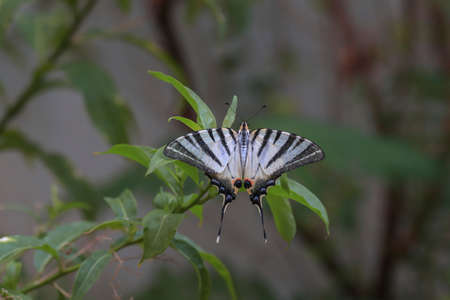 Resting moment of Plum swallowtail butterfly on plant ( Iphiclides podalirius )