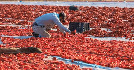 Yenikent - Izmir - Turkey 12 August 2021Lower KÄ±rÄ±klar Village, preparation for winter Tomato...