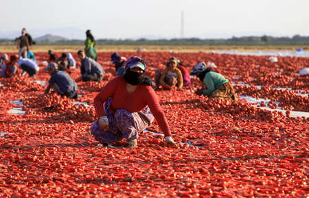 Yenikent - Izmir - Turkey 12 August 2021Lower KÄ±rÄ±klar Village, preparation for winter Tomato...