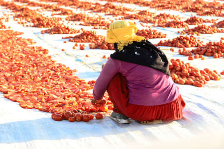 Yenikent - Izmir - Turkey 12 August 2021Lower KÄ±rÄ±klar Village, preparation for winter Tomato drying processes.のeditorial素材