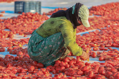 Yenikent - Izmir - Turkey 12 August 2021Lower KÄ±rÄ±klar Village, preparation for winter Tomato...