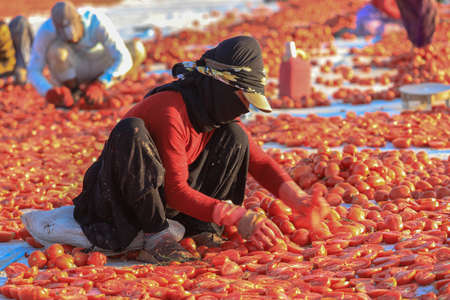 Yenikent - Izmir - Turkey 12 August 2021Lower KÄ±rÄ±klar Village, preparation for winter Tomato...