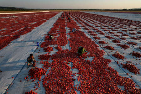 Yenikent - Izmir - Turkey 12 August 2021Lower KÄ±rÄ±klar Village, preparation for winter Tomato drying processes.のeditorial素材