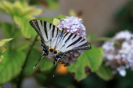 Plum Swallowtail butterfly (Iphiclides podalirius) on hydrangea flowerの写真素材