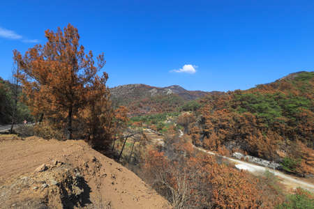 In Turkey - MuÄŸla - Marmaris region Burnt pine trees after a forest fire, green trees that...