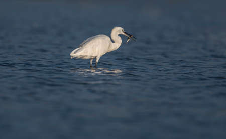 Little egret (Kosagi) cruising in the water, fishingの写真素材