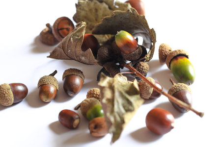 acorn berries Oak nuts , acorn berries white background.の写真素材
