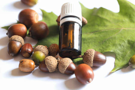 Oak tree leaf and acorns on white background , acorn oil in black glass bottle . alternative medicine.の写真素材