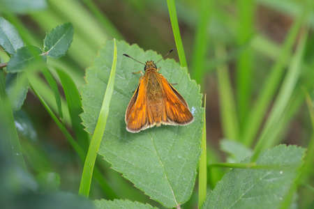 Forest Hoop butterfly (Ochlodes venatus) on plant