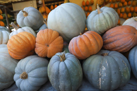 Colorful varieties of zucchini and zucchini.の写真素材