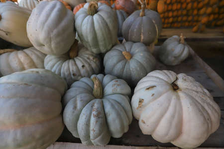 Colorful varieties of zucchini and zucchini.の写真素材