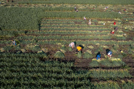 Torbali - Izmir - Turkey, November 4, 2021, Seasonal workers working in a leek fieldのeditorial素材