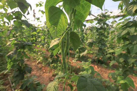Organic green beans on its branch in a green house of an organic farm.の写真素材