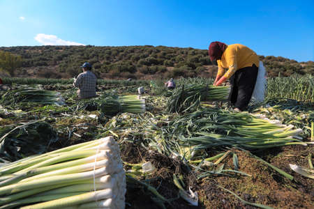 Torbali - Izmir - Turkey, November 4, 2021, Seasonal workers working in a leek fieldのeditorial素材