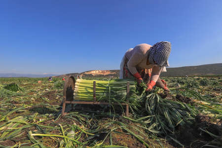 Torbali - Izmir - Turkey, November 4, 2021, Seasonal workers working in a leek fieldのeditorial素材