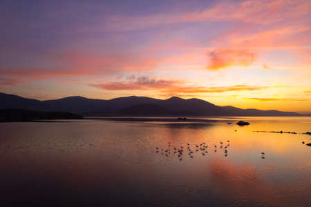 Flock of flamingo birds at sunset in Bafa lake