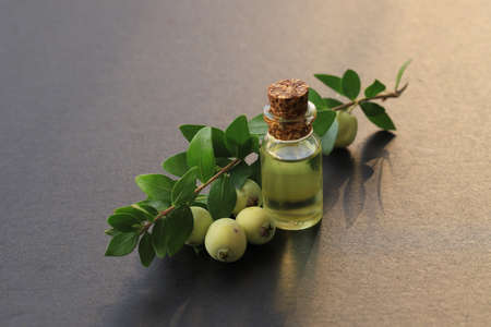 Myrtle Oil in a Glass Container. With myrtle oil , with myrtle berries isolated on gray Background.の写真素材