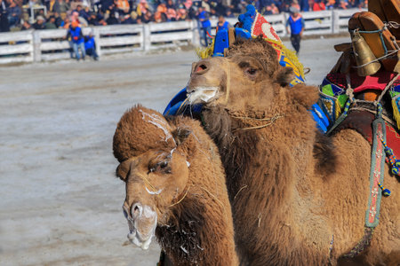 Selcuk - Izmir -Turkey Camel wrestling held on January 16, 2022, people coming for wrestling footage. Camel wrestling is a popular attraction in the Aegean region of Turkey.のeditorial素材