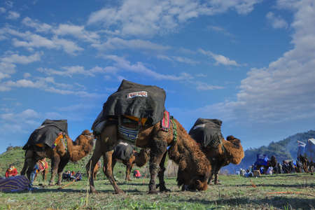 Selcuk - Izmir -Turkey Camel wrestling held on January 16, 2022, people coming for wrestling footage. Camel wrestling is a popular attraction in the Aegean region of Turkey.のeditorial素材