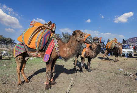 Selcuk - Izmir -Turkey Camel wrestling held on January 16, 2022, people coming for wrestling footage. Camel wrestling is a popular attraction in the Aegean region of Turkey.のeditorial素材