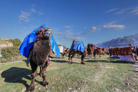 Selcuk - Izmir -Turkey Camel wrestling held on January 16, 2022, people coming for wrestling footage. Camel wrestling is a popular attraction in the Aegean region of Turkey.のeditorial素材