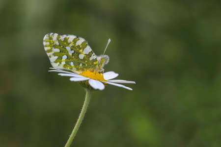 Euchloe ausonia (Euchloe ausonia) on a flowerの写真素材